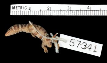 Media type: image;   Herpetology R-57341
